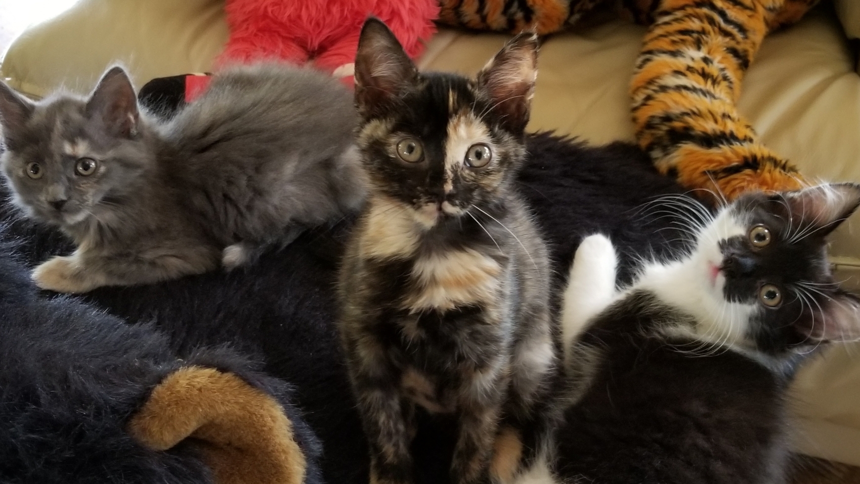 gallimorekittens